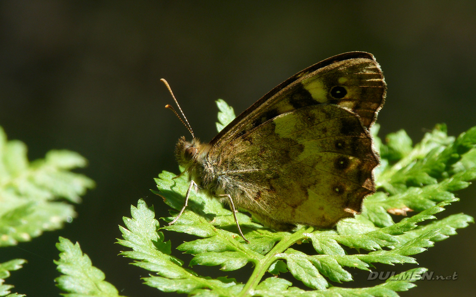 Speckled Wood (Pararge aegeria)